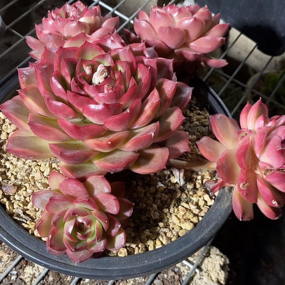 爱****友珍妮杂1颗多肉植物