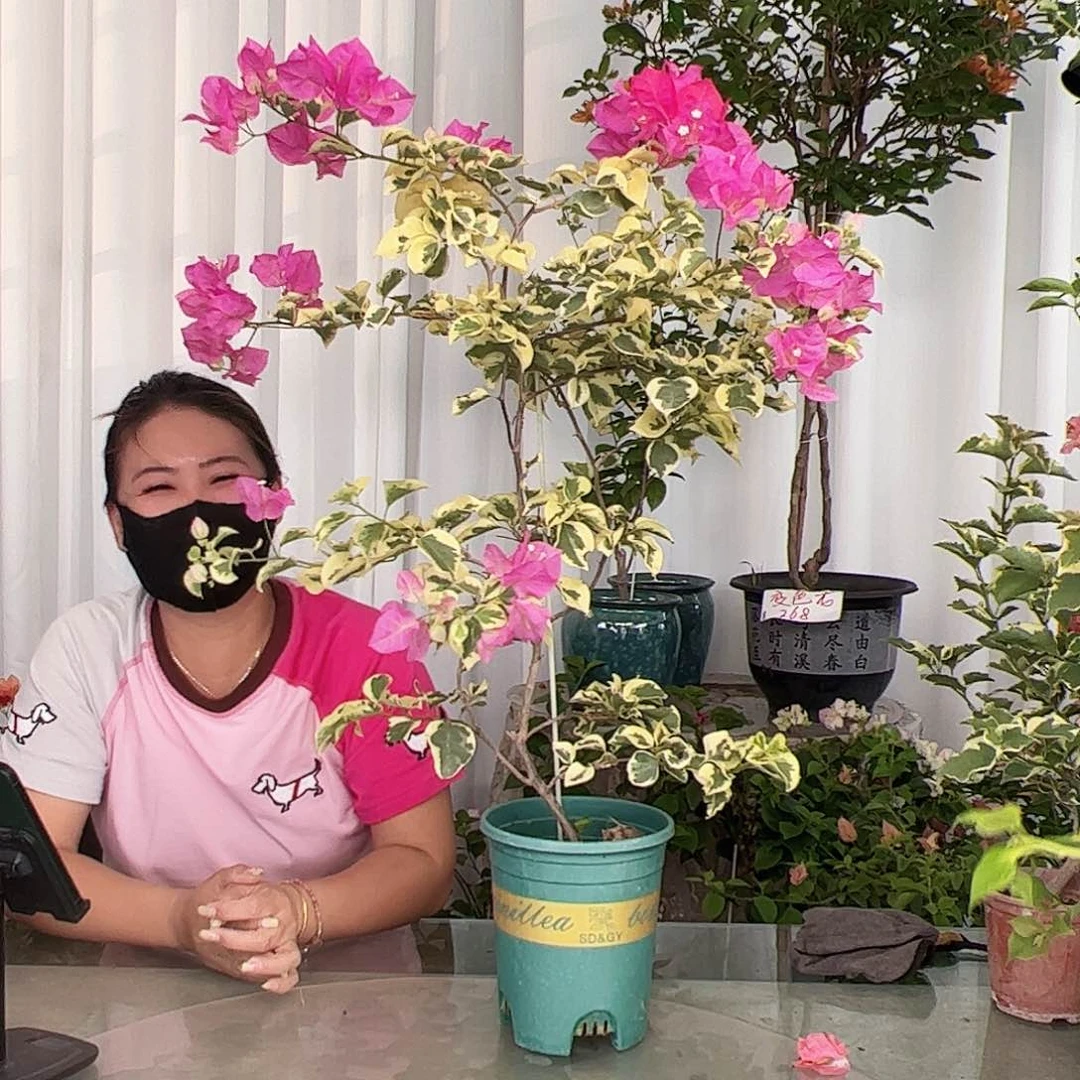 当前无花栽培后可以开花金边宫粉一颗