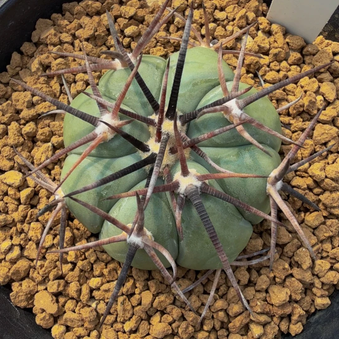 灿灿大魔王专拍 雷帝