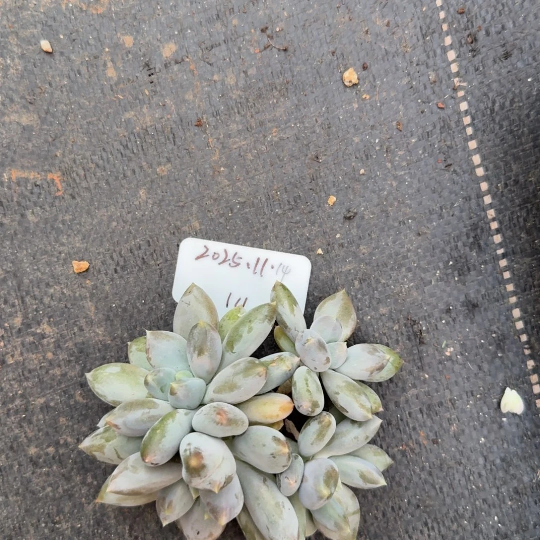 一物一拍11-14黄胖体哥特群111