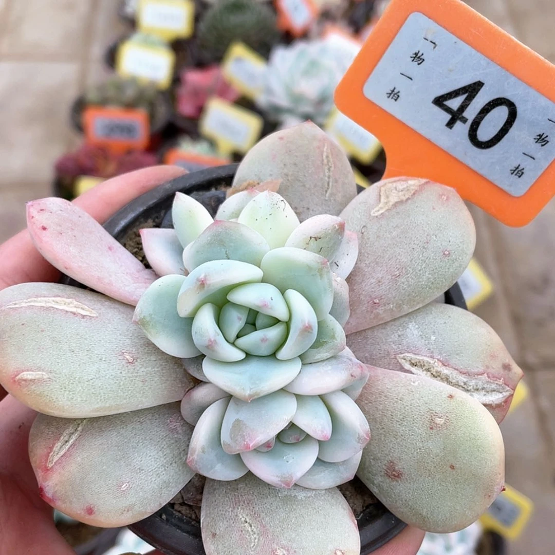 【闪购商品】40号的