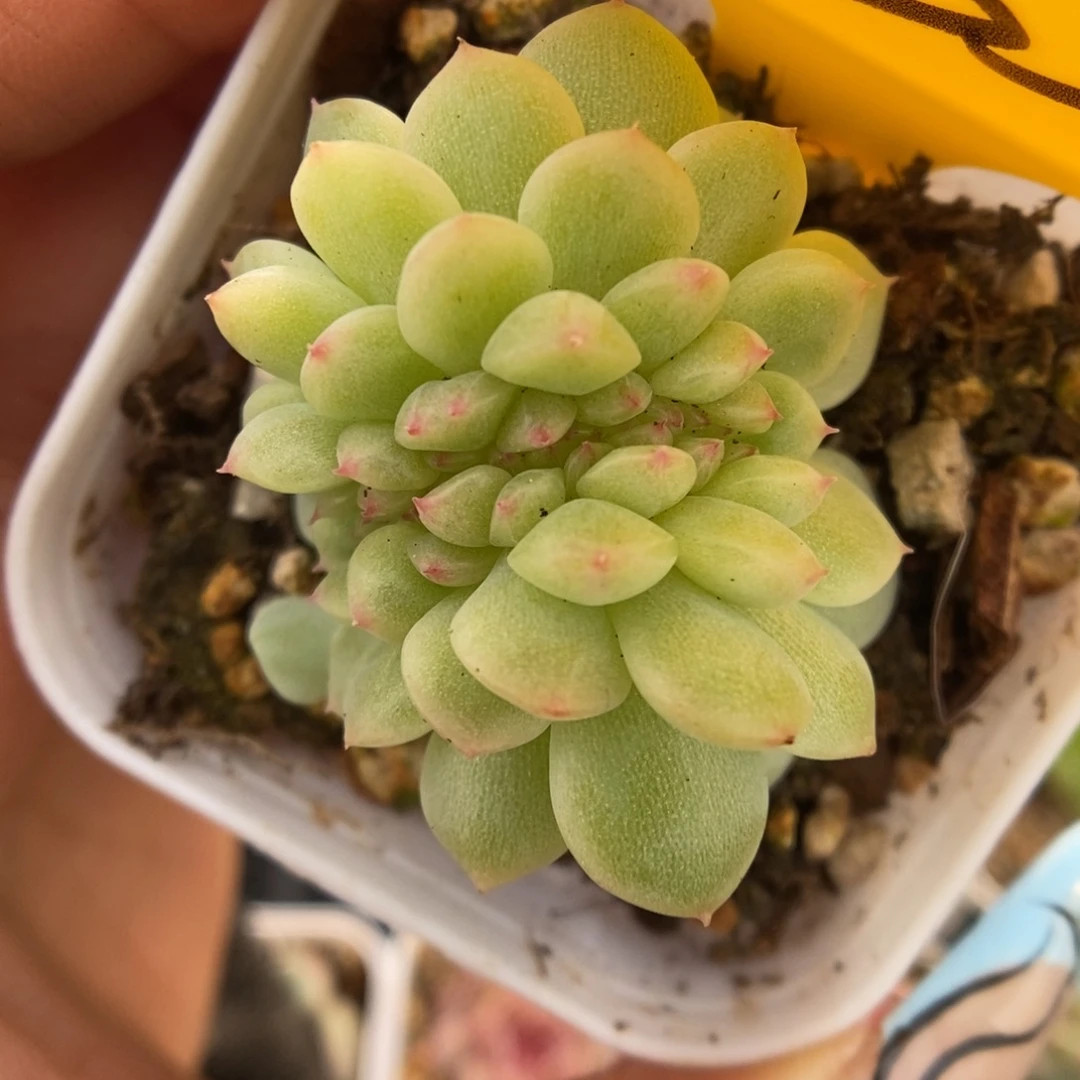 纸鸢缀化可拍935号。