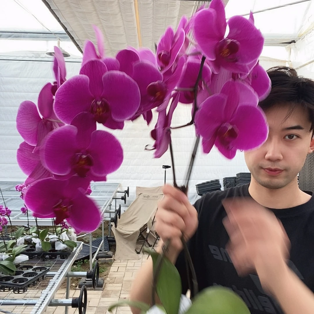 完全开放约翰内斯堡两颗装