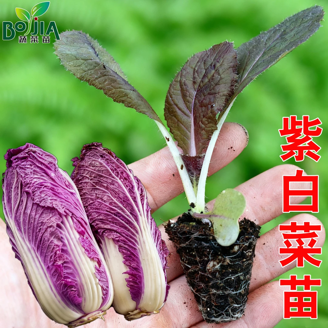 适合秋天种的菜苗秧羽衣甘蓝紫白菜西兰花黄心大白菜秧苗蔬菜苗