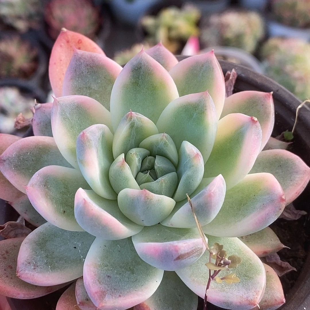 352东云杂哈哈哈哈