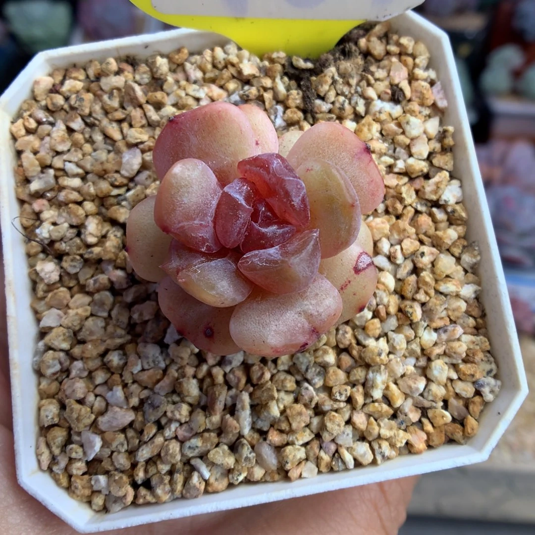 98红色恋人石化多肉植物