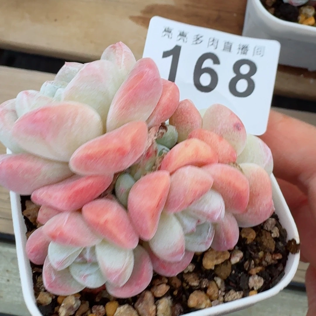 冰玉群生      愿你一路坦途，乘风破浪展宏图