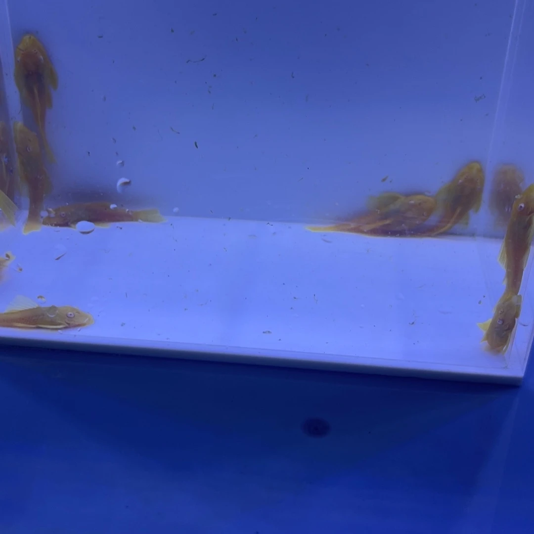 孔雀鱼胡子十条开箱视频报损