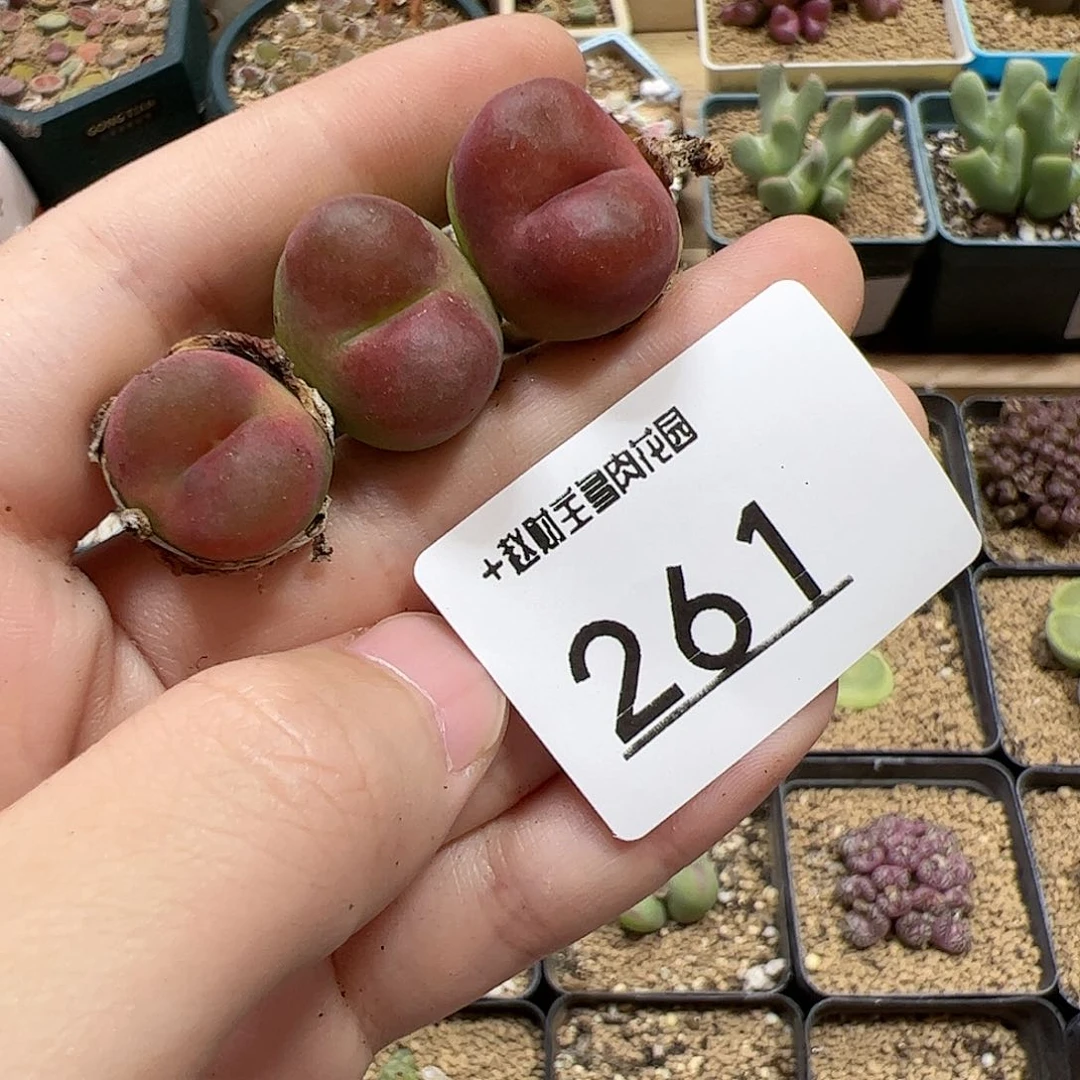 【闪购商品】减****✨261 水蜜桃