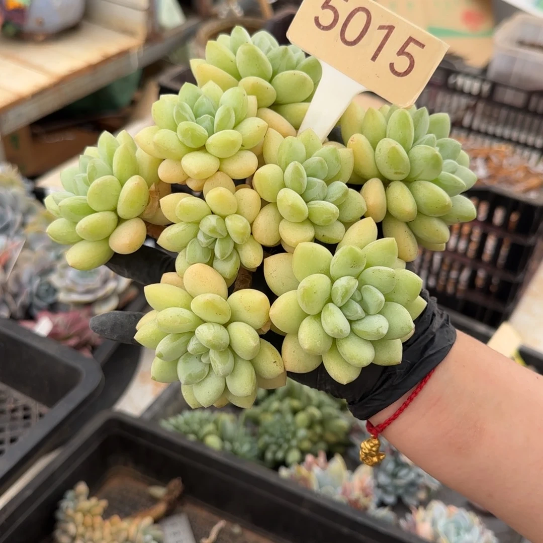 ****哥5015。      泡泡糖群