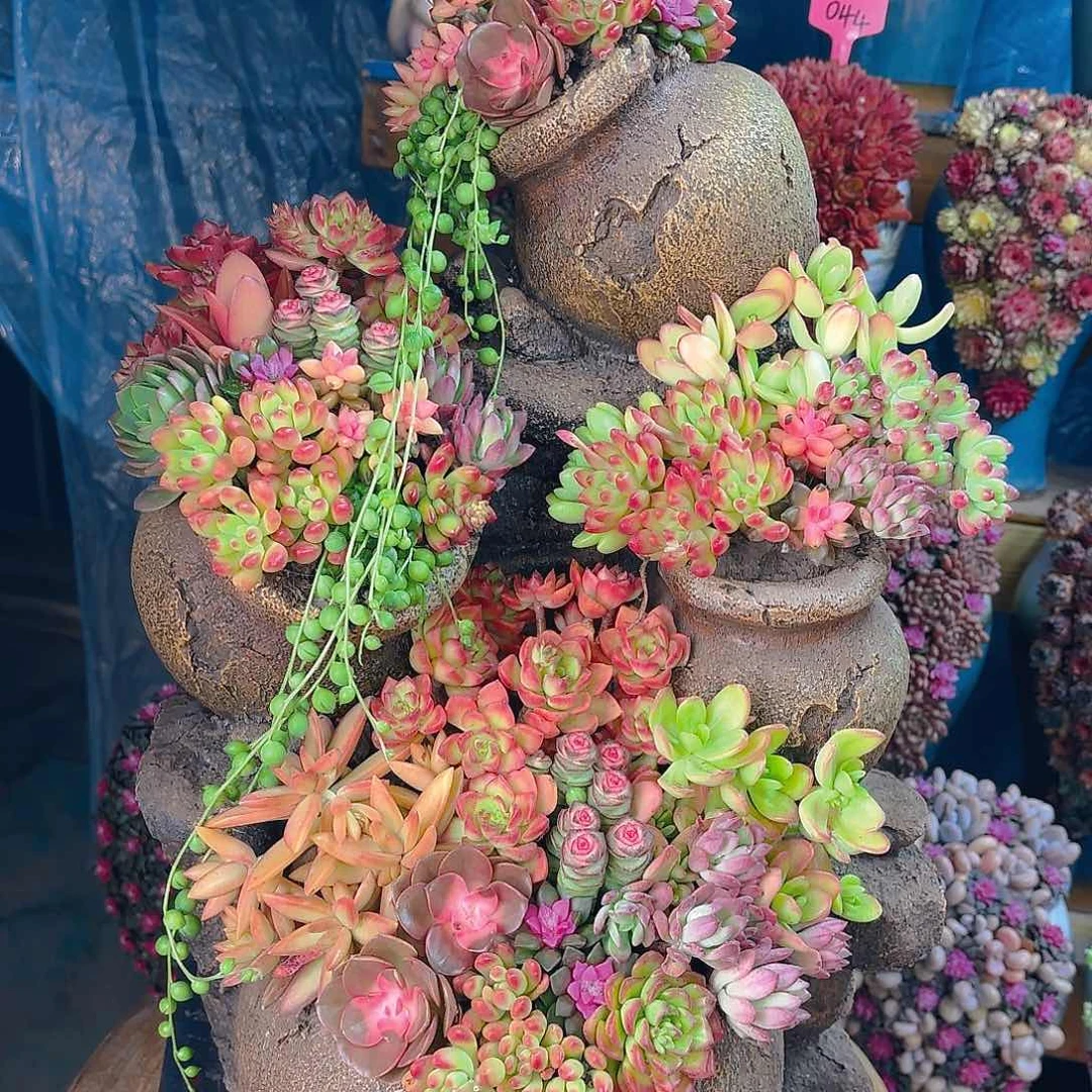 葫芦多肉盆景组合