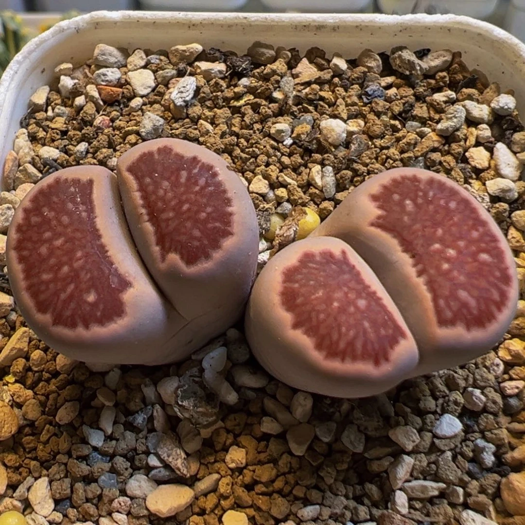 64多肉植物百科红窗菊