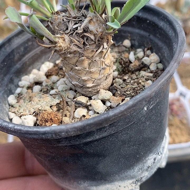 站苏铁厚敦菊一棵，带盆发