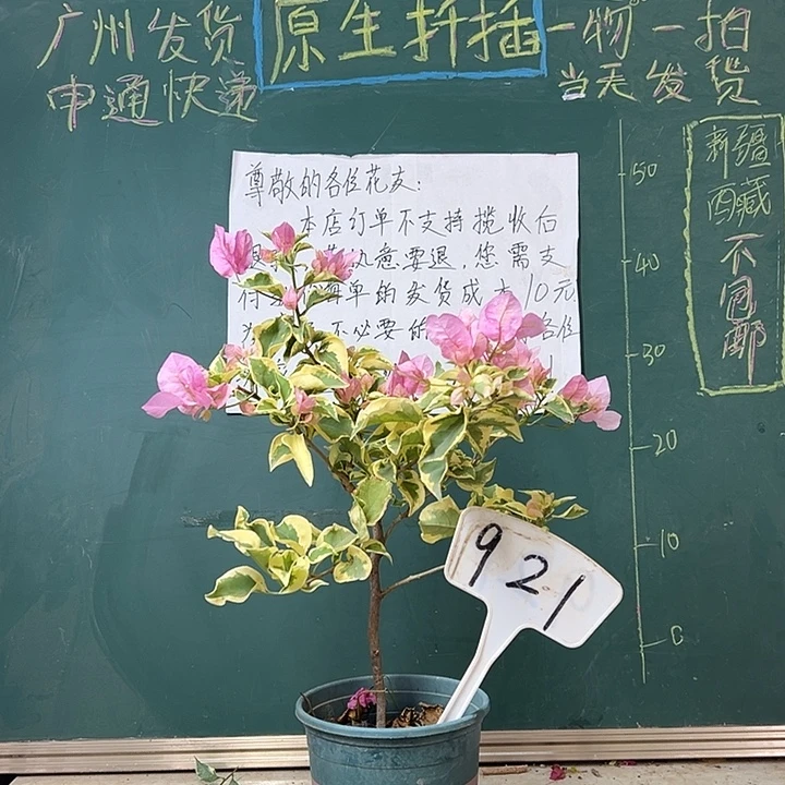 全部花苞中国丽人921