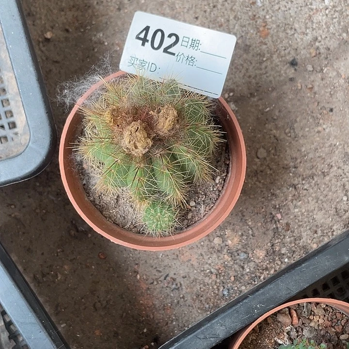 402仙人球开花仙人球
