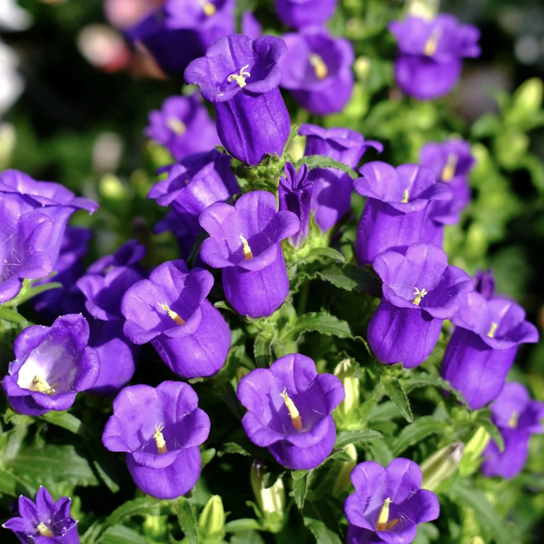 紫色酒杯风铃草【规格选拍】盆栽庭院阳台爆花强宿根草本花卉