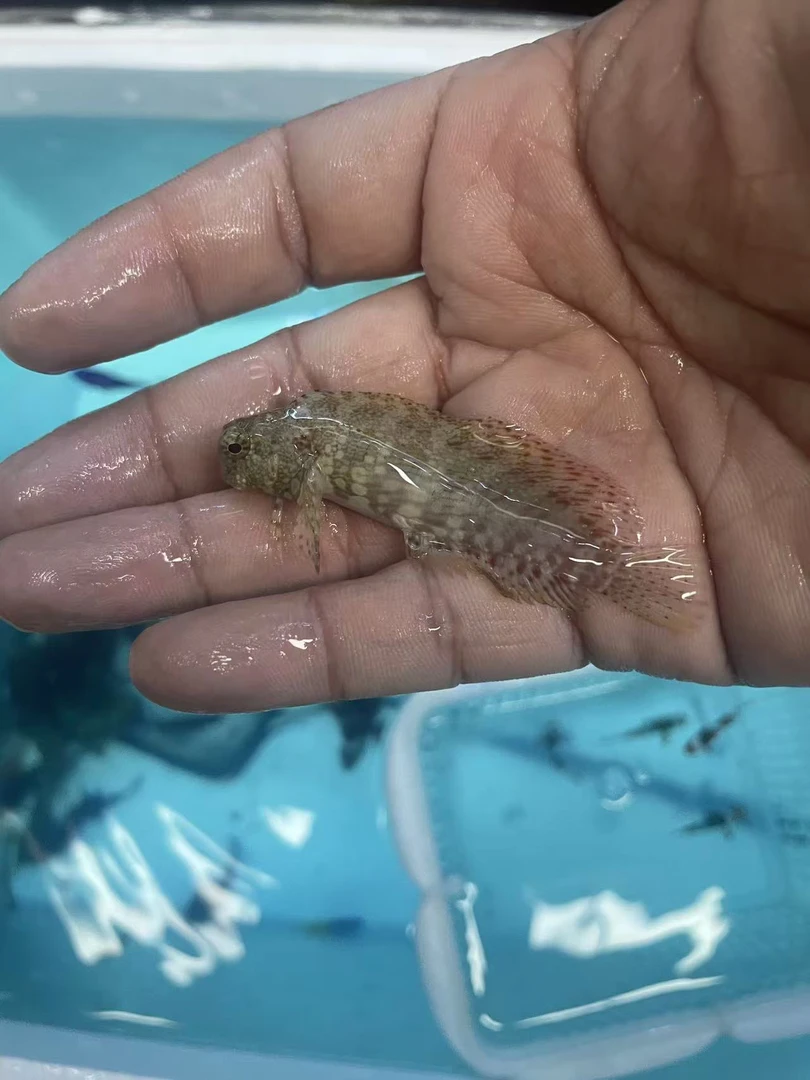 海水观赏鱼西瓜刨15包装运费到付