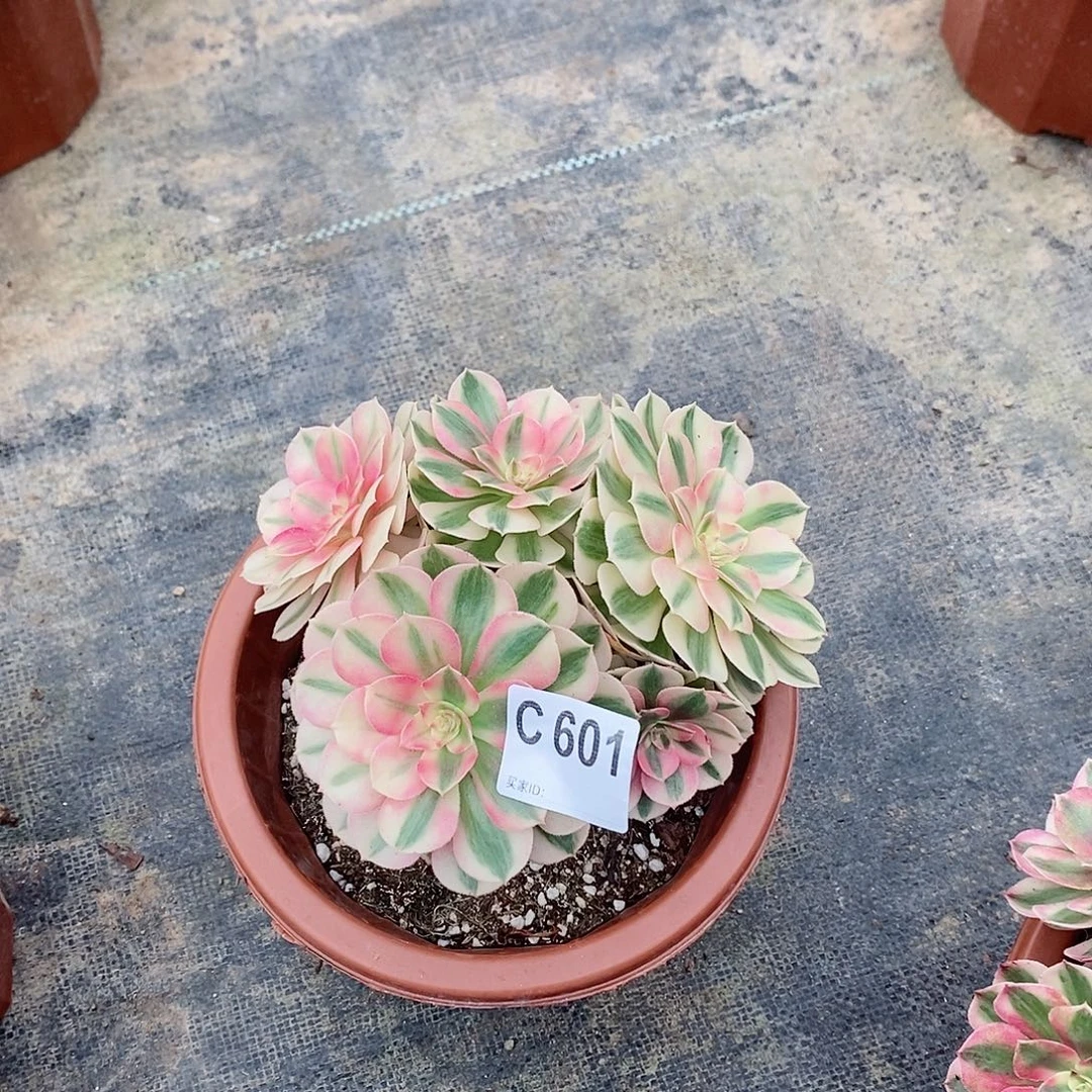 倾城601多肉11111