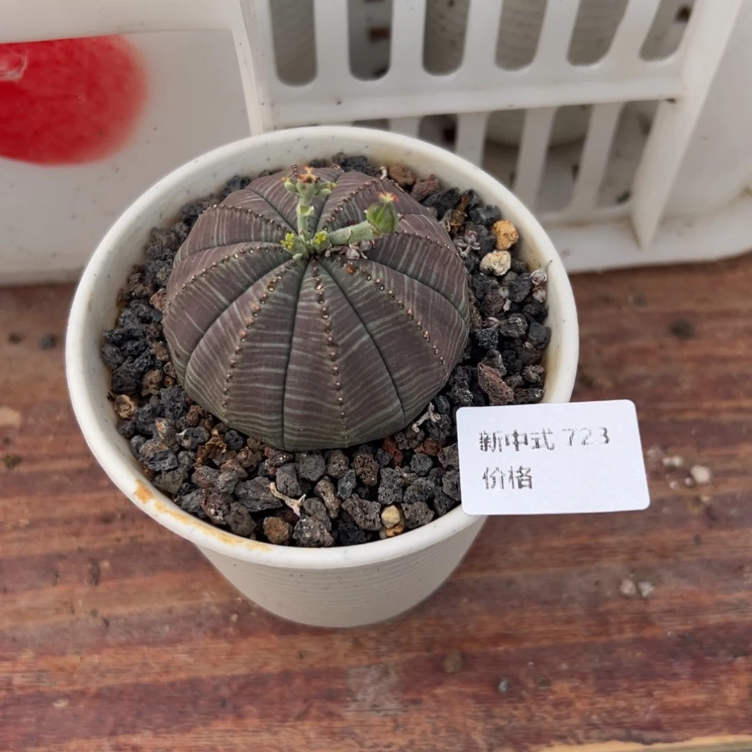 粗砂花盆王*军1987盆723