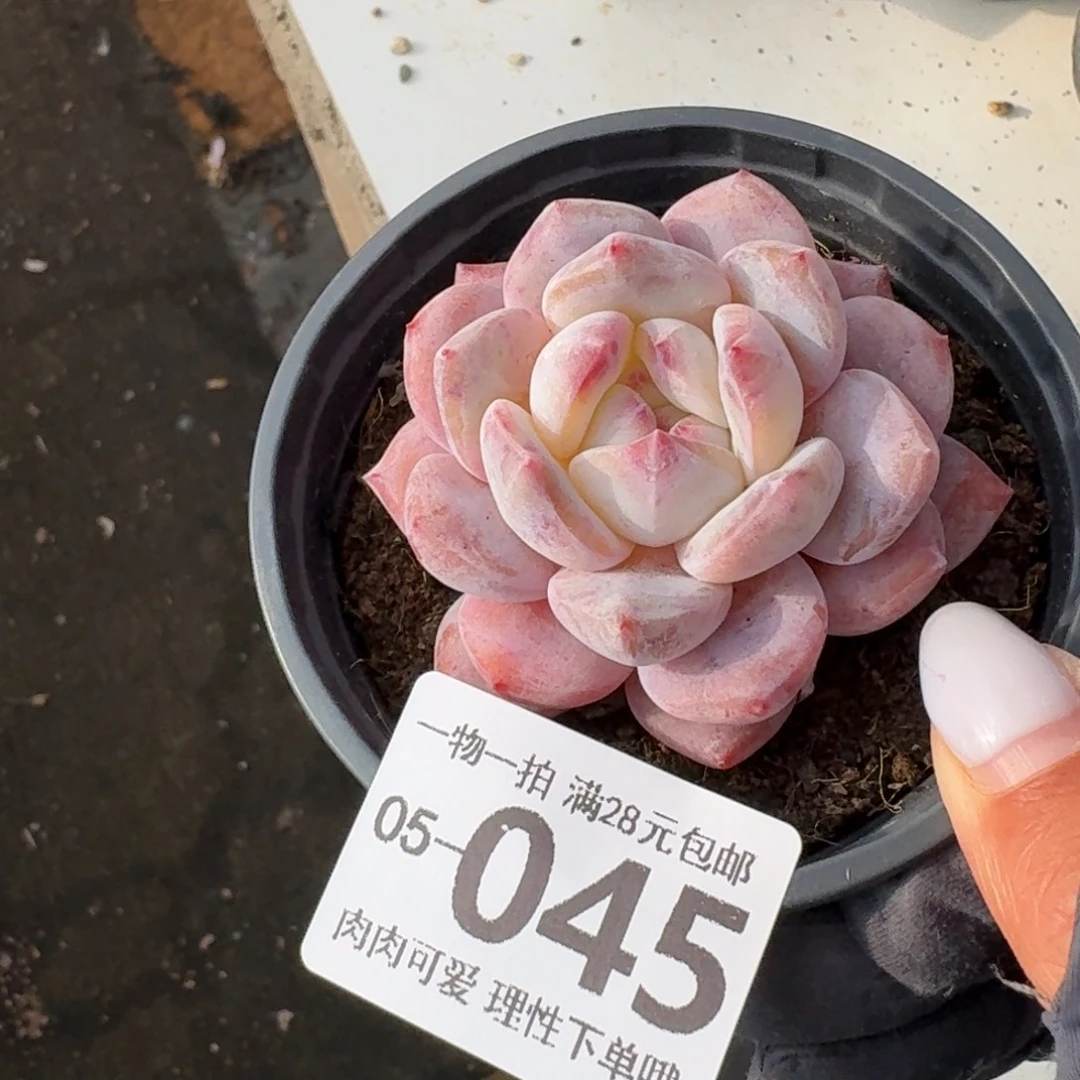 石榴籽无盆土发货无盆