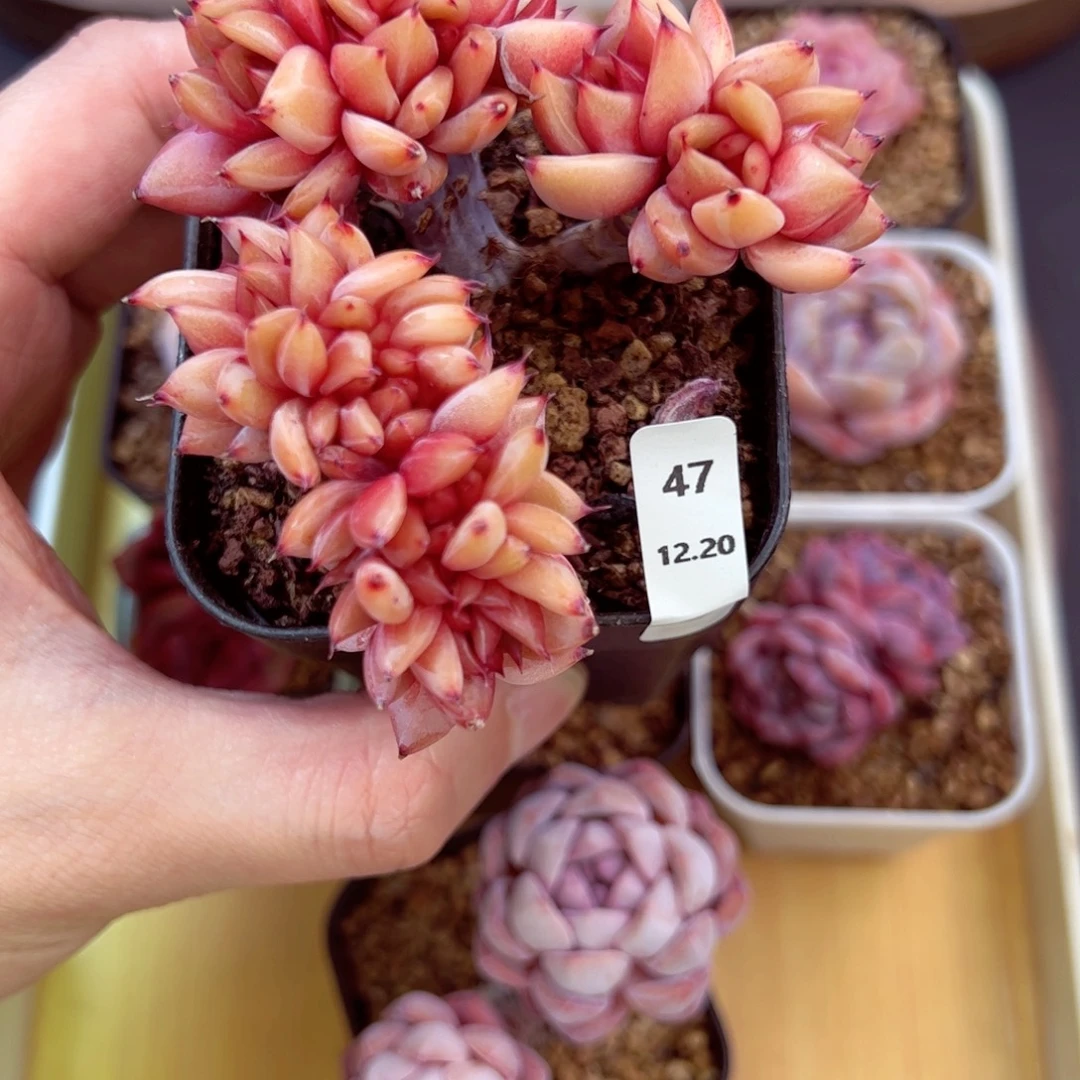 好好看47、哈哈哈哈