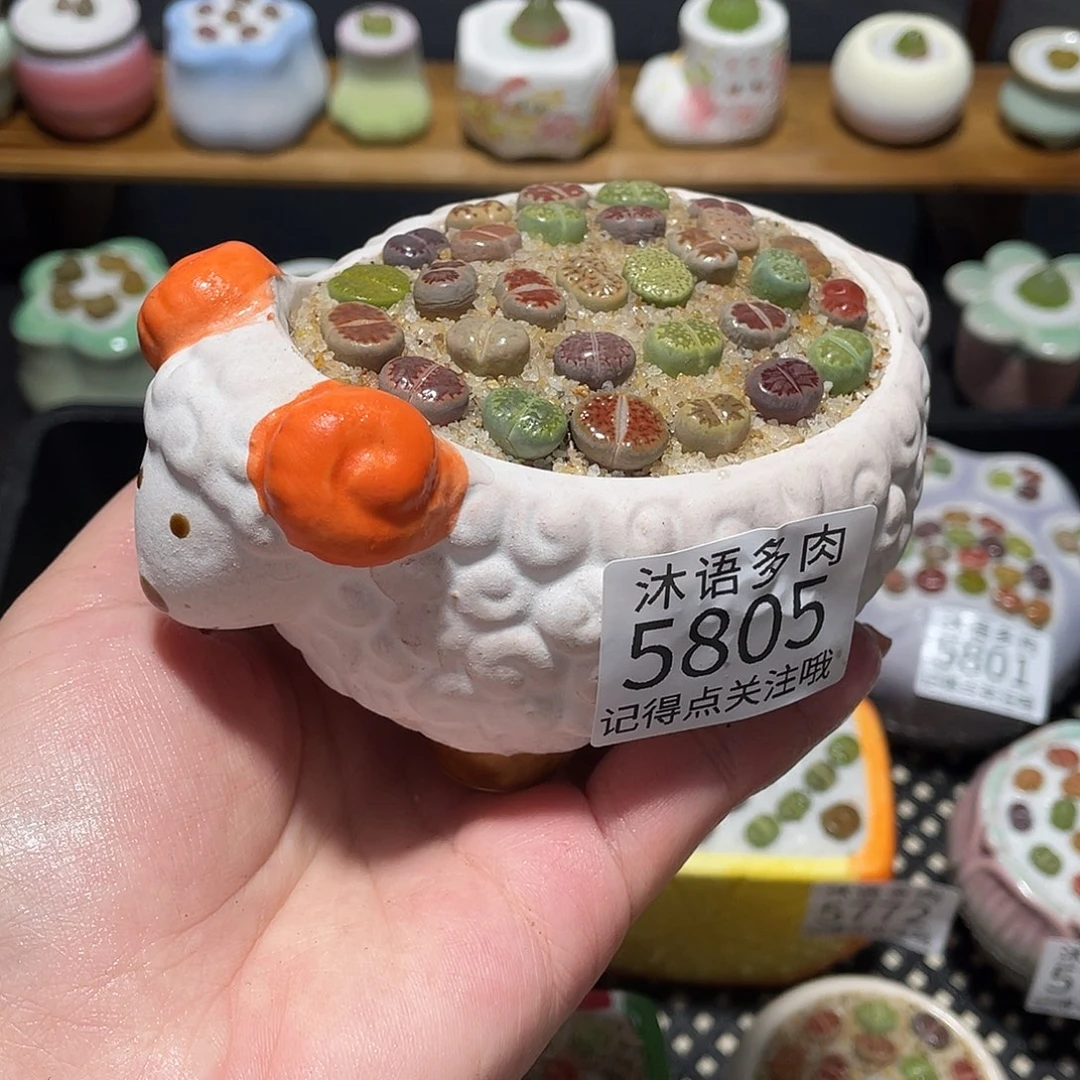 带盆土植物 一物一拍5805