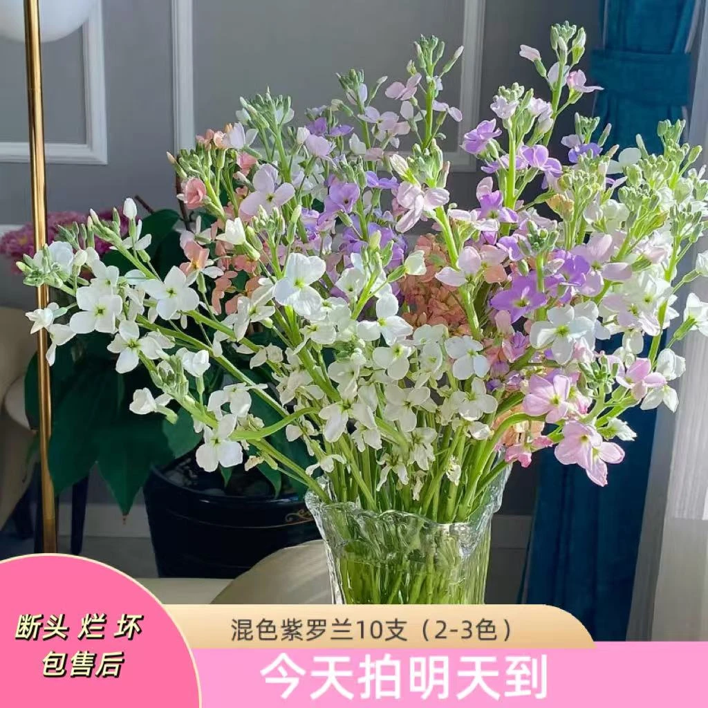 元旦特价果语精选【混色单瓣紫罗兰2-3个色10枝】云南鲜花批发次日达