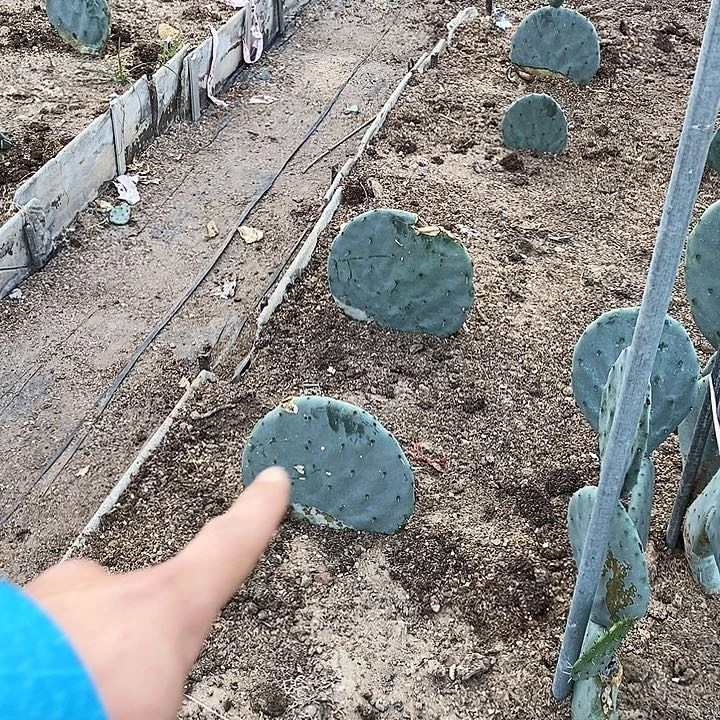 迷****4号拍品。