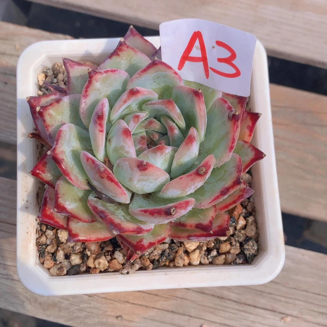 水***人红拉糖多肉植物3