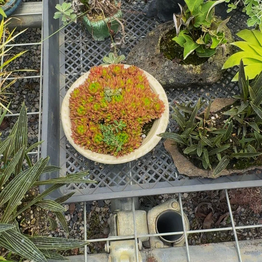 无花朵烹**植瓦松顺丰到付。
