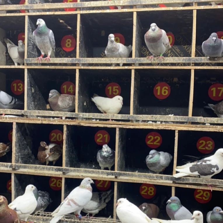 信鸽 赛鸽。成绩鸽。天落 黑鸽 白鸽 异色鸽 足环