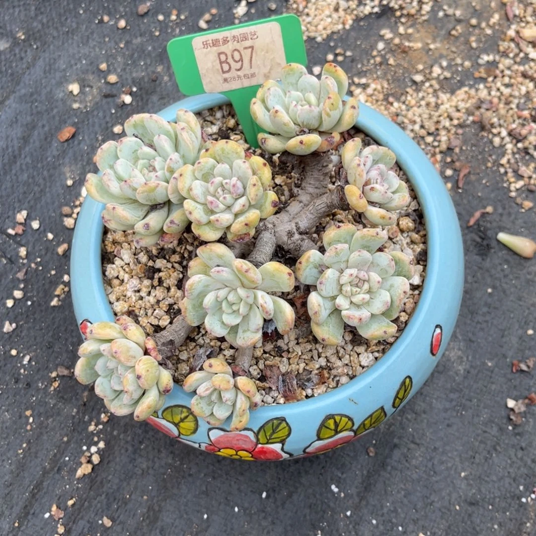 赶***气多肉植物一物一拍寄养