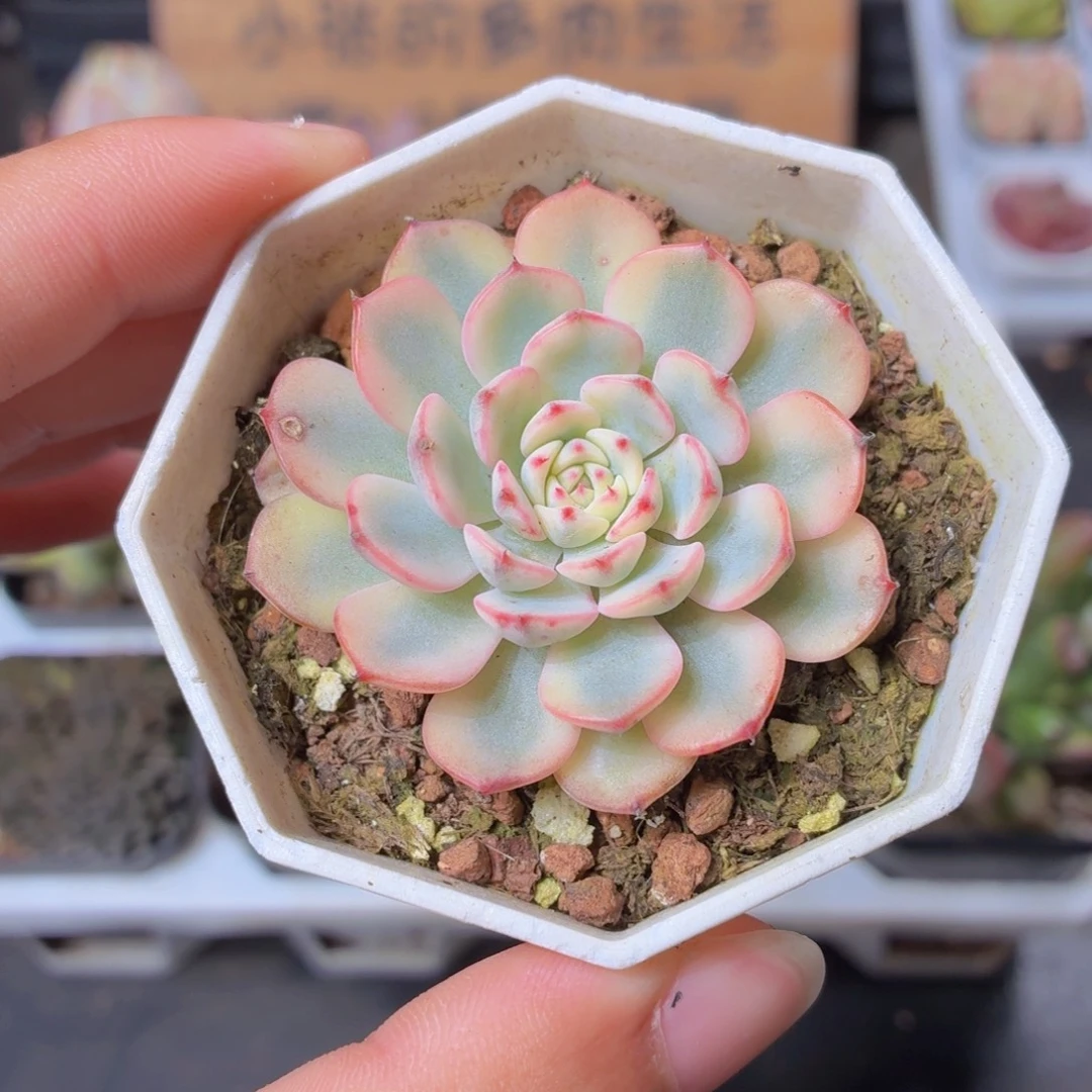 姬莲锦多肉9.9包邮发货