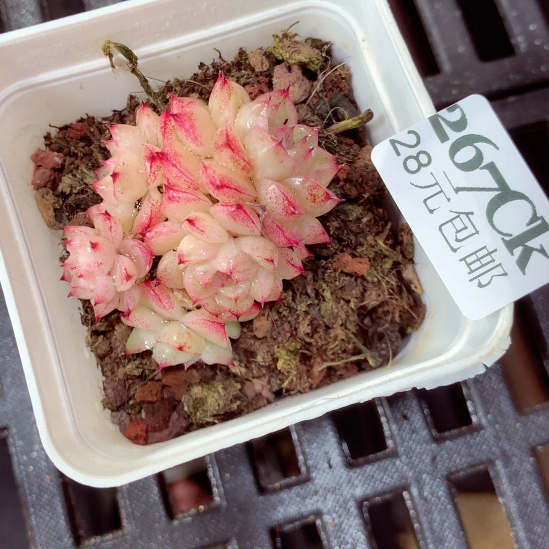 5厘米盆精控多肉267