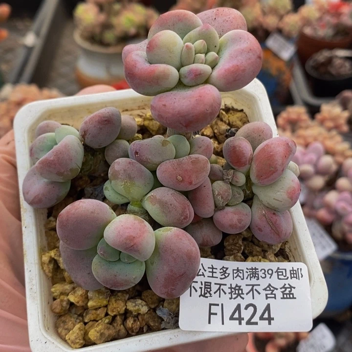 腰子红洛神8cm424多肉植物