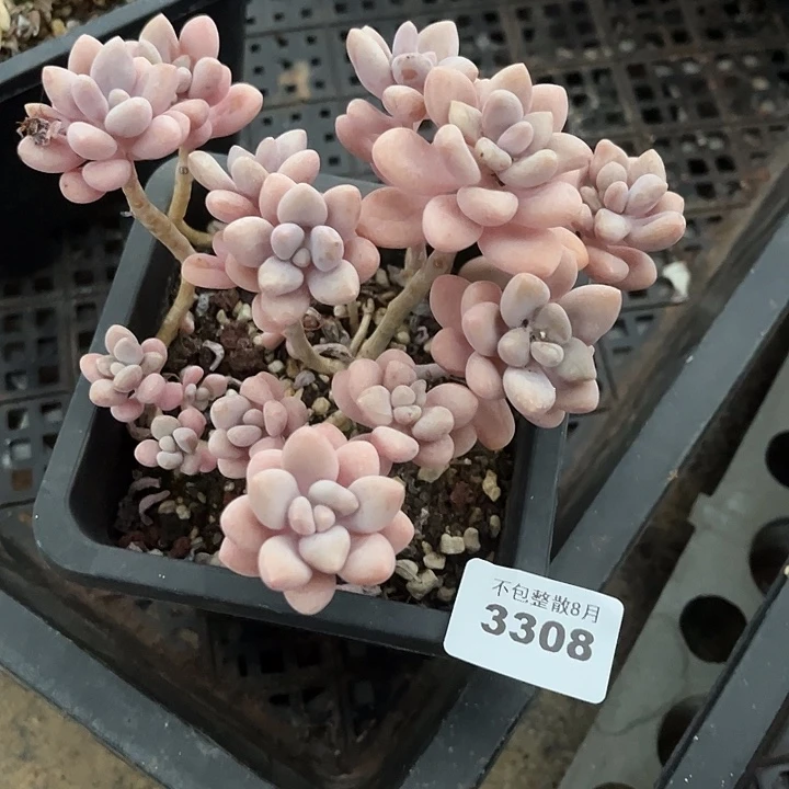 阿雅园艺。       3308桃蛋杂