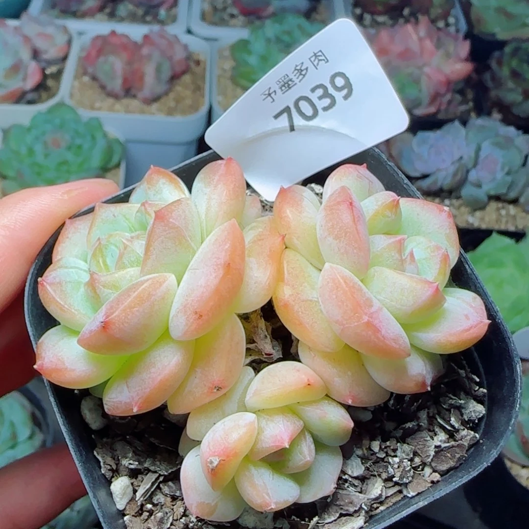 孤品群，7039多肉植物