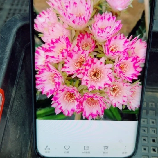 下38丽花嫦娥歪无根侧芽2一3公分左右20包邮