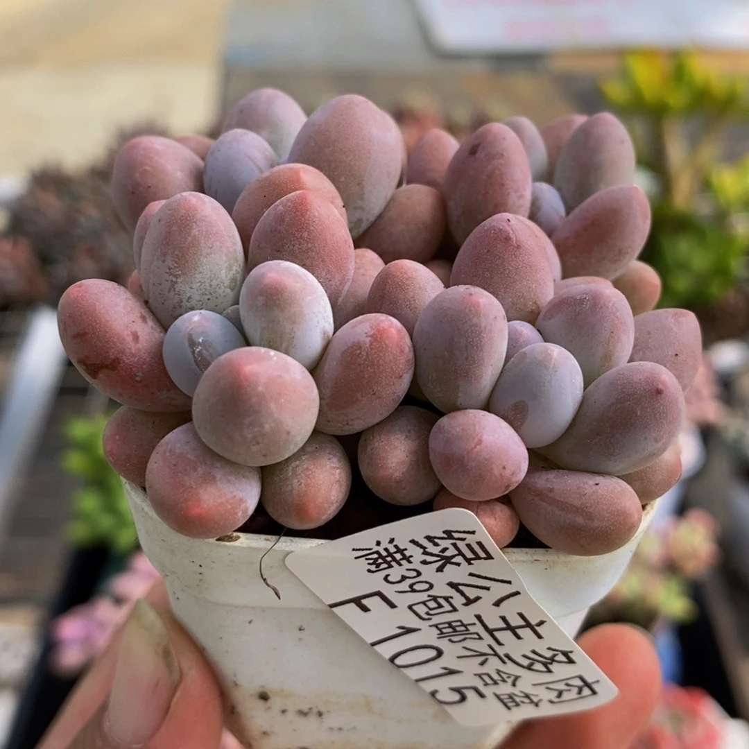 1015粉红泡泡6cm多肉散拼