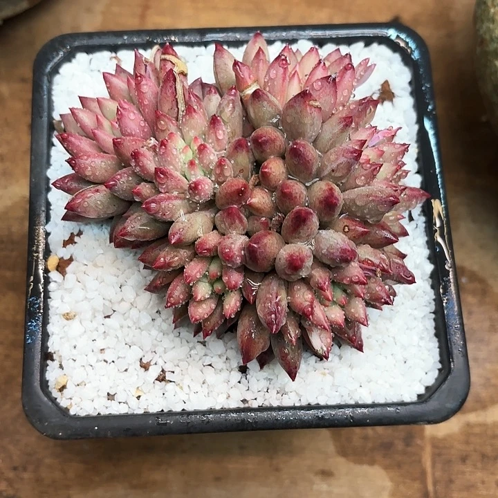 多肉植物，流沙虞美人