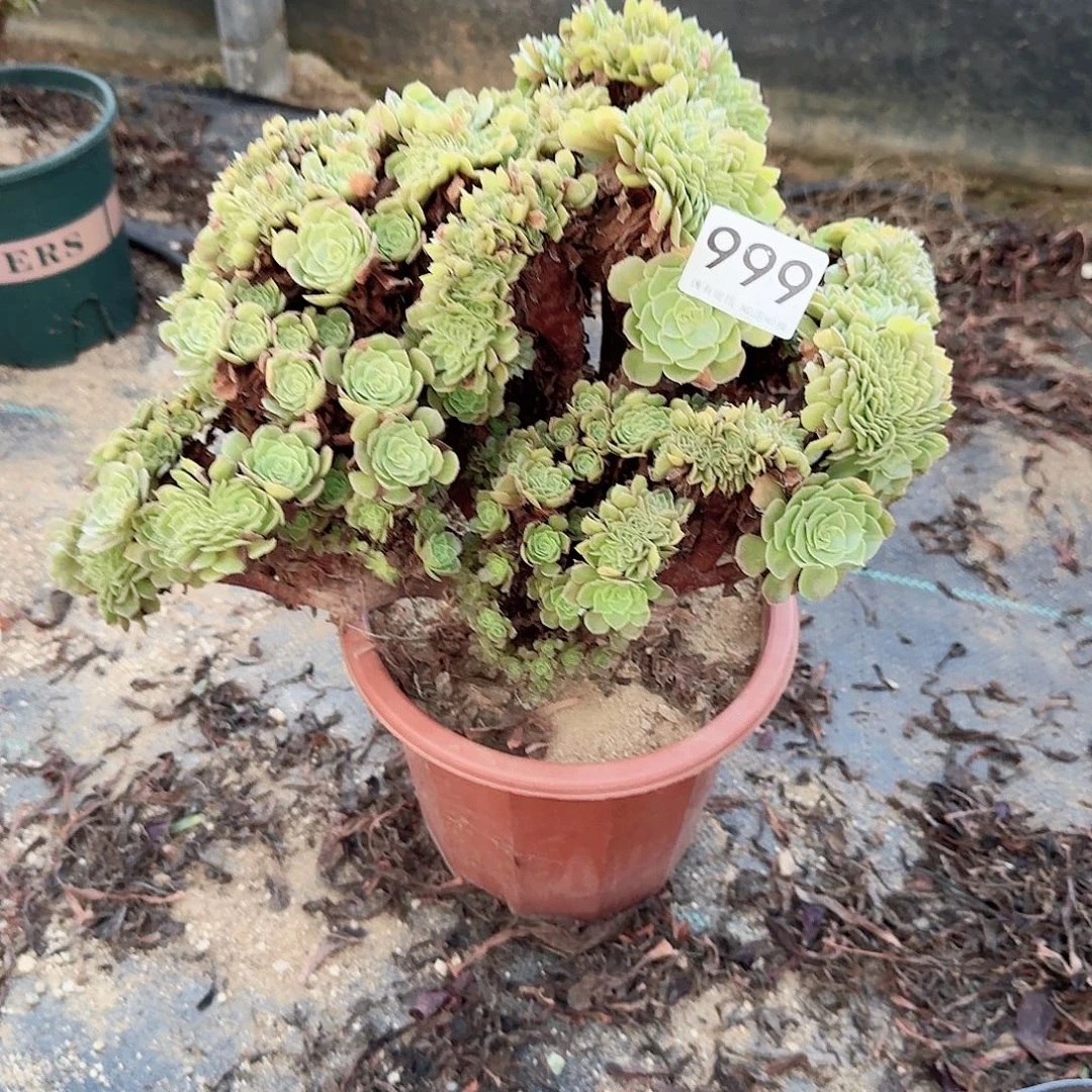 999万缀朵朵一颗呀呀