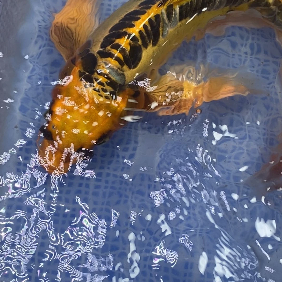 锦鲤冷水锦鲤（无开箱视频不售后）