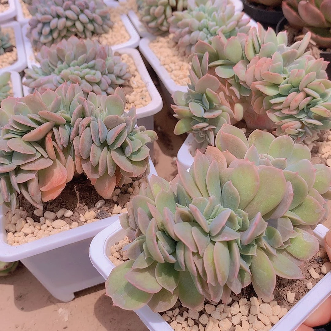 白凤缀化355678899999