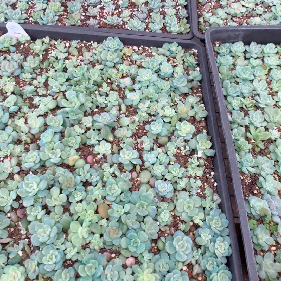 温***，无花朵S100英语英语英语