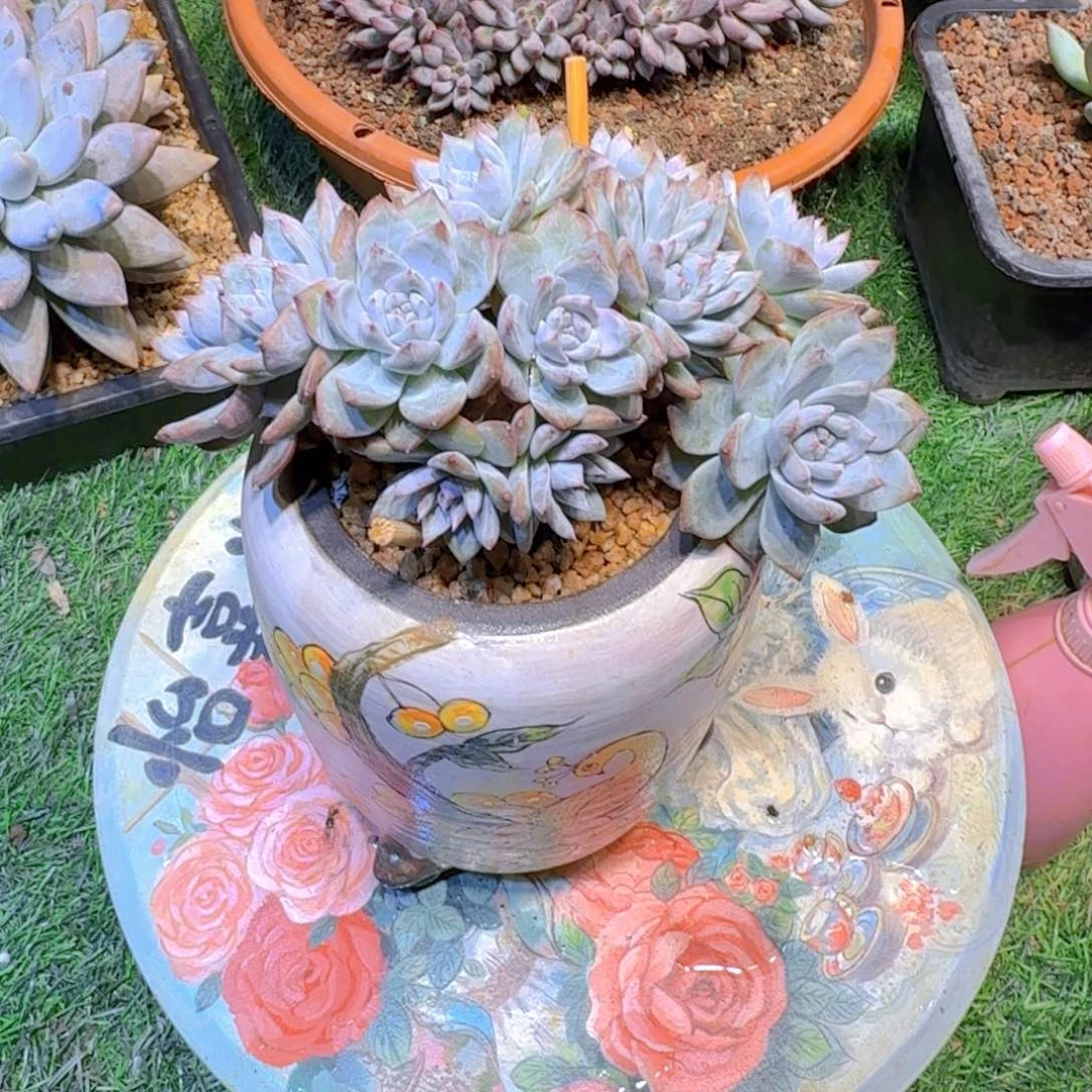 多肉植物多肉植物