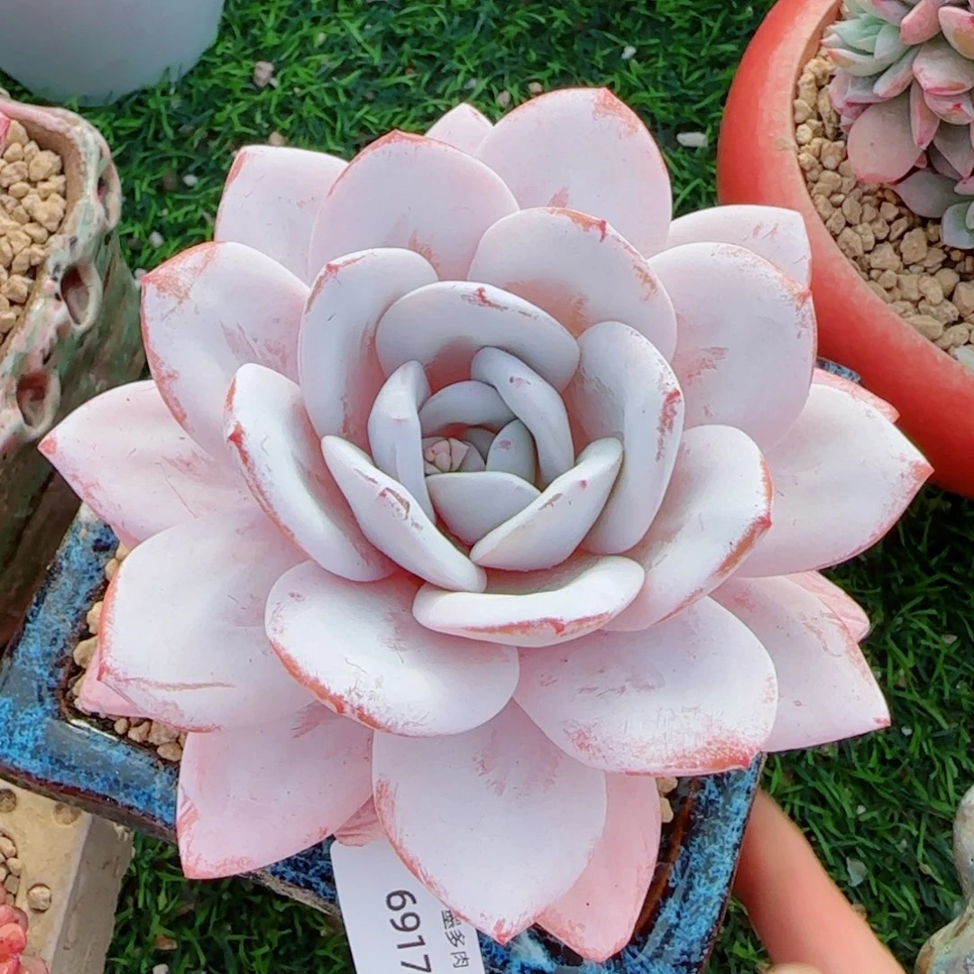 雪茶粗桩，6917多肉植物