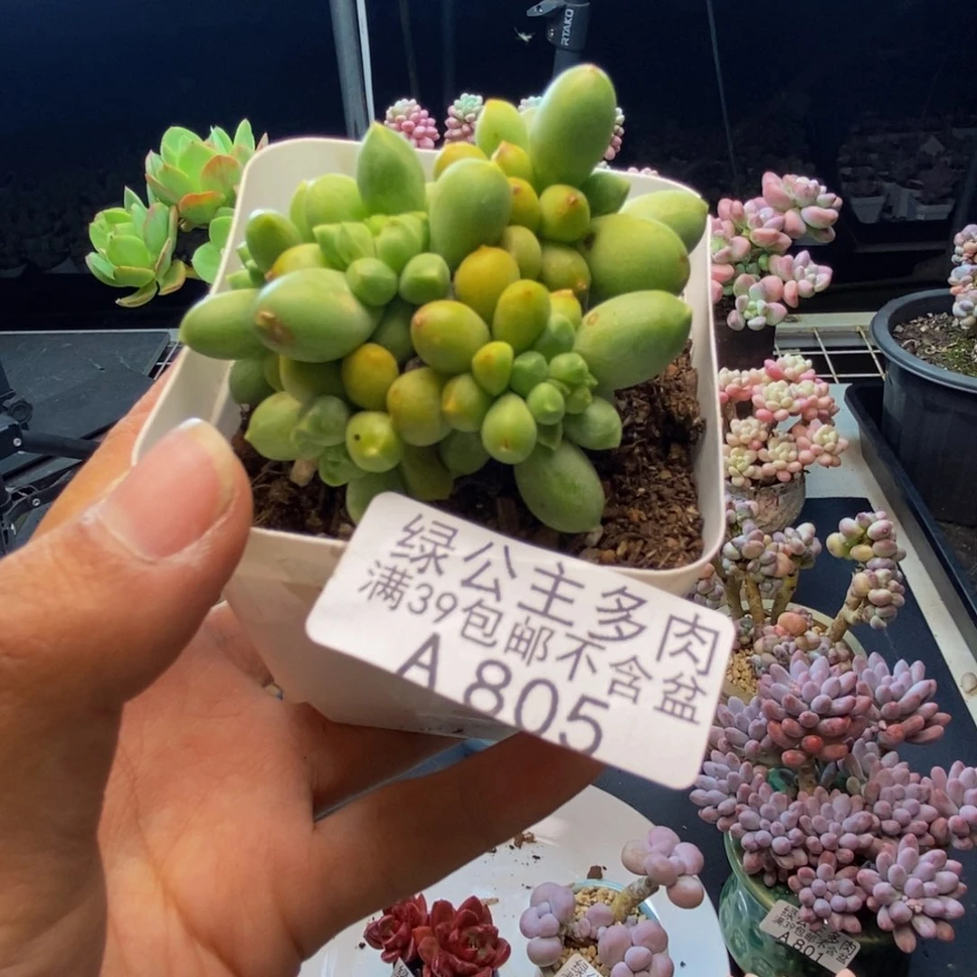 805香蕉树多肉6cm