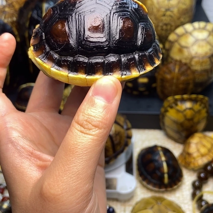 四***）有机玻璃小尺寸高背僵体黄缘