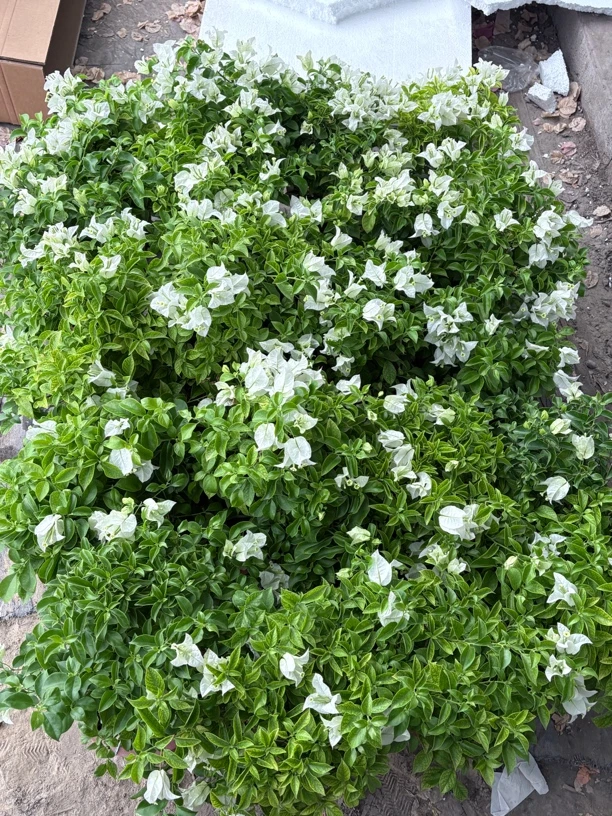 三角梅白雪公主一物一拍