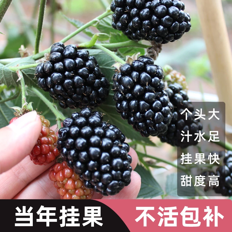 【新品福利】DN03双季大黑莓 高产纯甜树莓可盆栽可地栽锁莓覆盆子